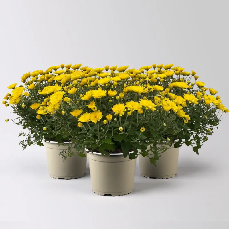 Chrysanthemen, gelb, Topf-Ø 19 cm, 3 Pflanzen Direkt Vom Hersteller