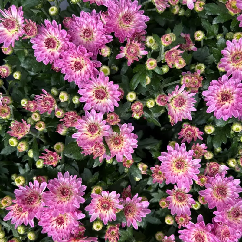 Must-Have Chrysanthemen, rosa, Topf-Ø 10,5 cm, 8 Pflanzen