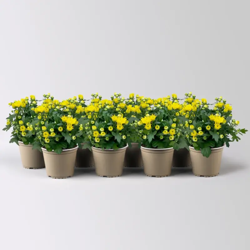 Chrysanthemen, gelb, Topf-Ø 10,5 cm, 8 Pflanzen Markenprodukt