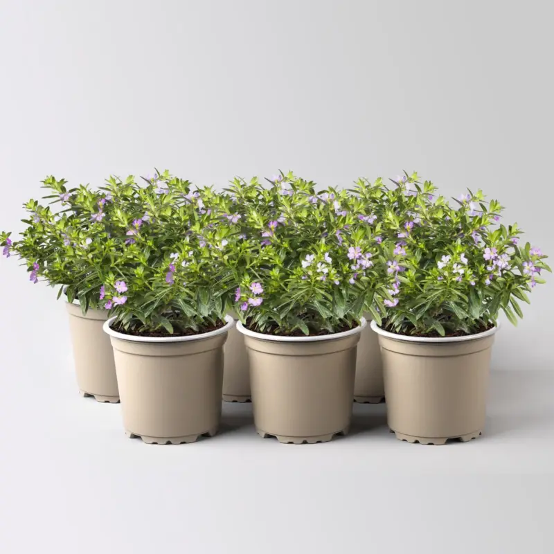 Japanische Scheinmyrte, lila/rosa, Topf-Ø 11 cm, 6 Pflanzen Schnäppchen