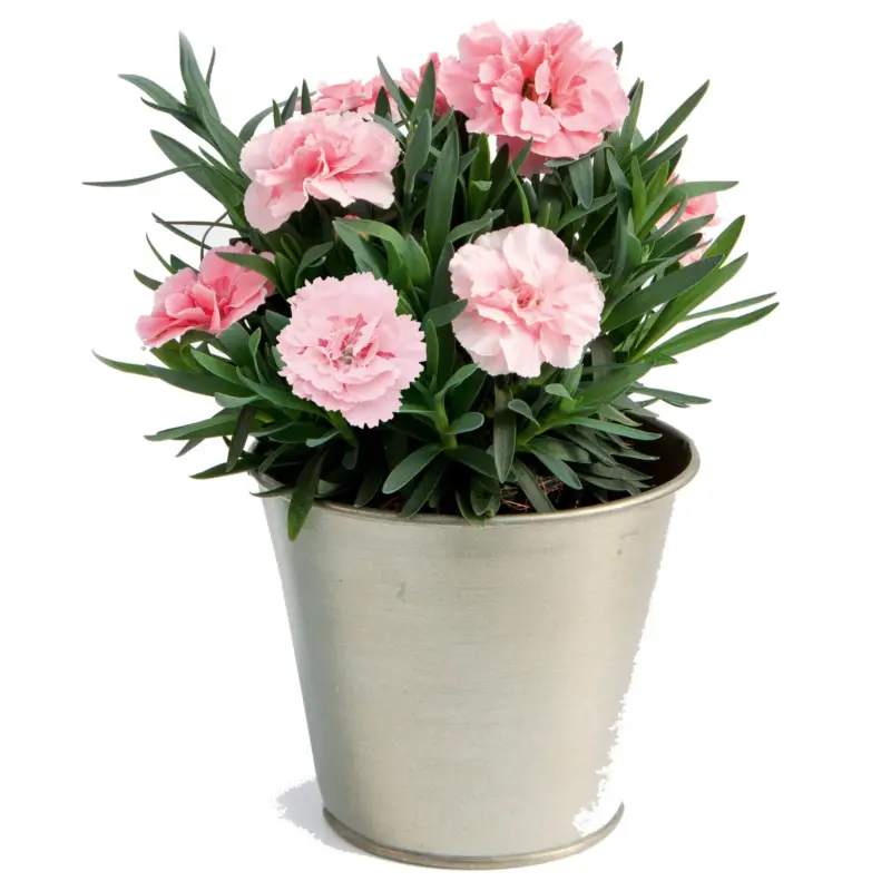 Dianthus 'Oscar®', rosa, Topf-Ø 13 cm, 6 Pflanzen Bestpreis
