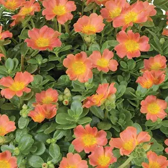 Direktkauf Portulakröschen, orange, Topf-Ø 12 cm, 6 Pflanzen