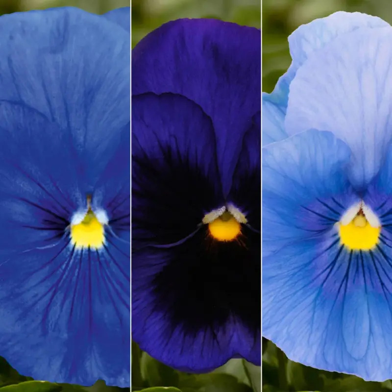 Stiefmütterchen, blau, Sorte zufällig, Topf-Ø 13 cm, 6 Pflanzen Jetzt Bestellen