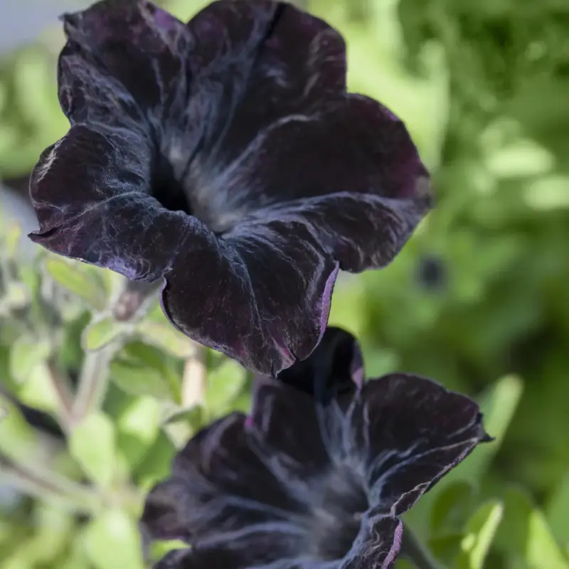 Petunie 'Viva® Black Ray' schwarz, hängend, Topf-Ø 13 cm, 6 Pflanzen Preiswert