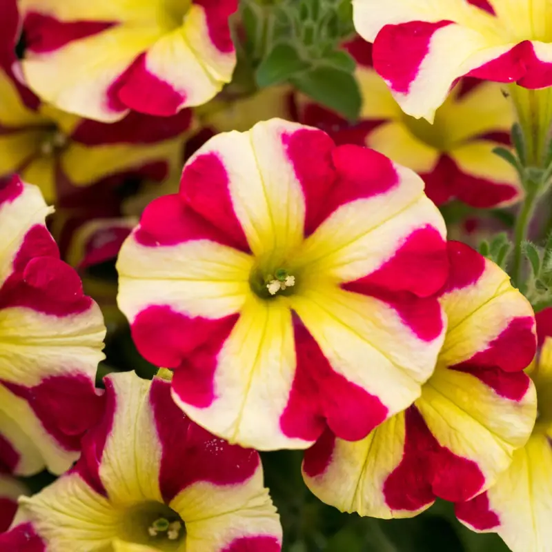 Begrenztes Angebot Petunie 'Amore® Queen of Hearts' rot-gelb, hängend, Topf-Ø 13 cm, 6 Pflanzen