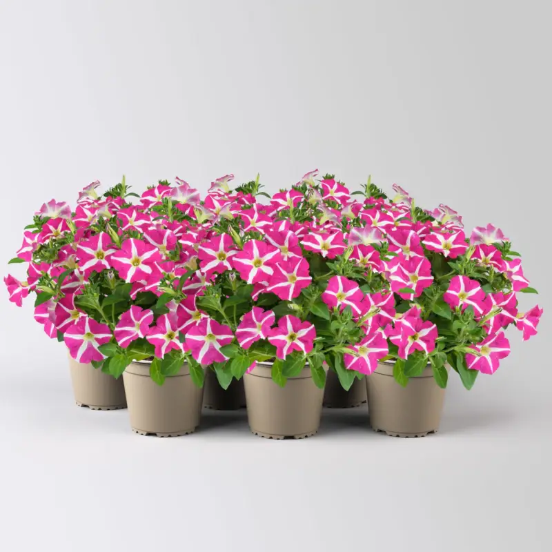 Petunie 'Amore® Pink Hearts' pink-weiß, hängend, Topf-Ø 13 cm, 6 Pflanzen Neu