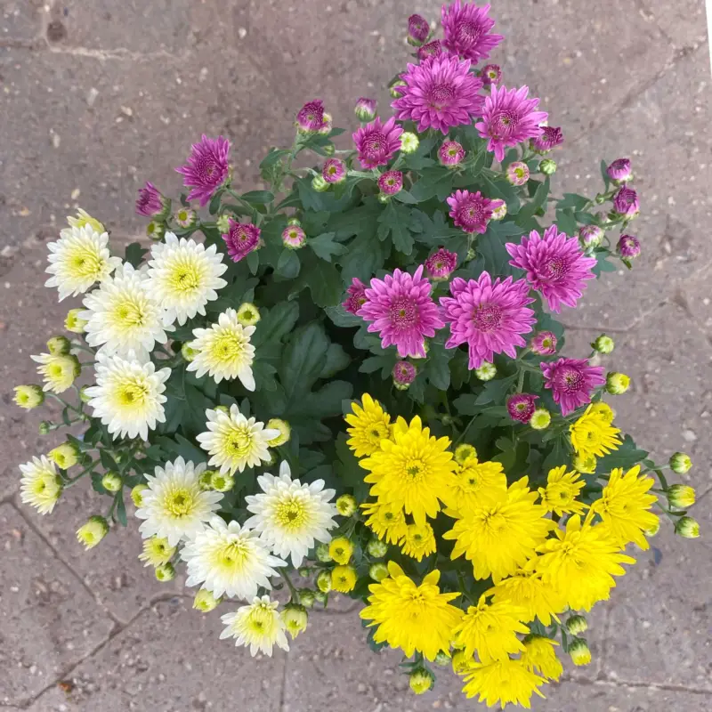 Chrysanthemen 'Trio', gelb-weiß-lila, Topf-Ø 14 cm, 4 Pflanzen Schneller Versand