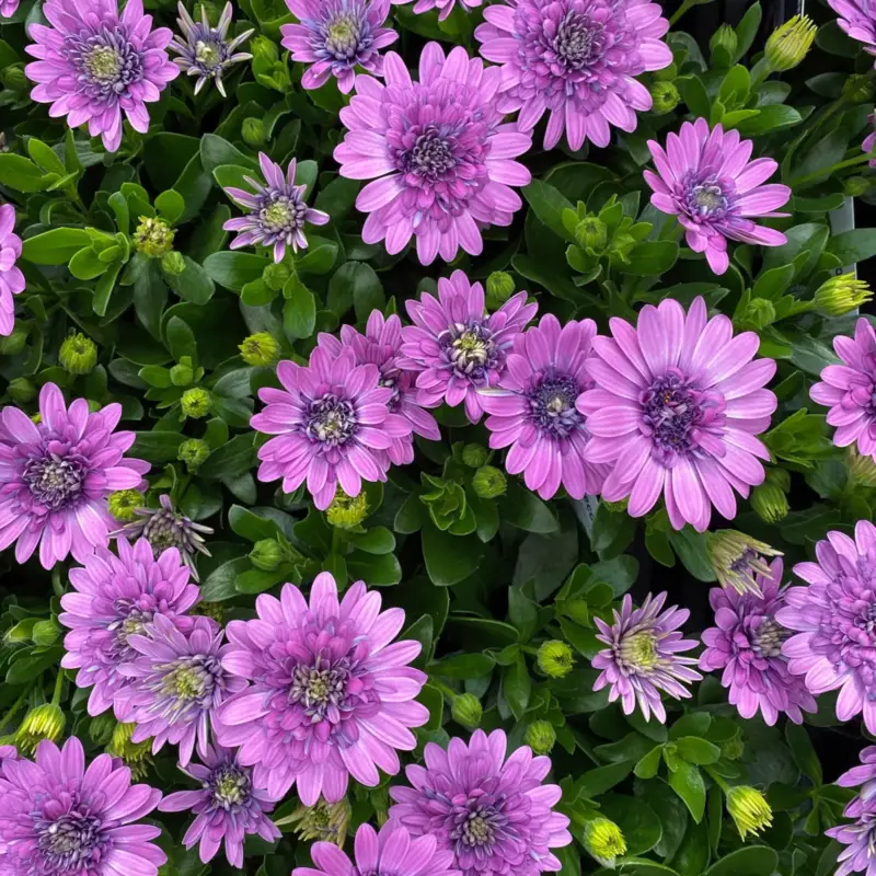Osteospermum rosa/lila gefüllt, Topf-Ø 12 cm, 6 Stück Angebot