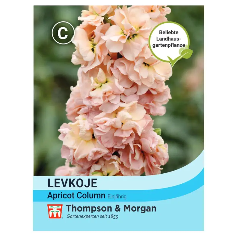 Bestpreis Blumensamen, Levkoje 'Apricot Column', pastell, 50 Stück