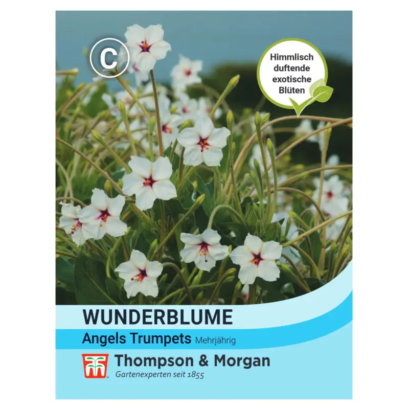 Blumensamen, Wunderblume 'Angels Trumpets', weiß, 15 Stück Preiswert