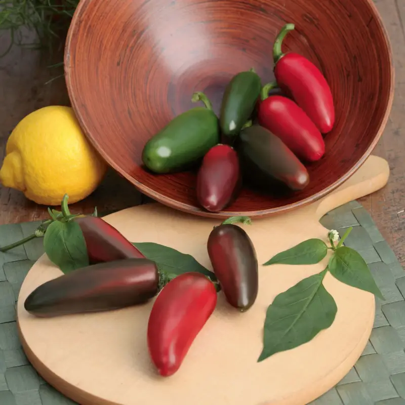Nur Für Kurze Zeit Jalapeno-Chili 'Samira® Shiny' sehr scharf, Topf-Ø 10,5 cm, 6er-Set