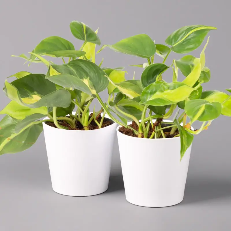 Bestpreis Philodendron 'Brasil' in Keramiktopf Dallas weiß, Topf-Ø 12 cm, 2er-Set