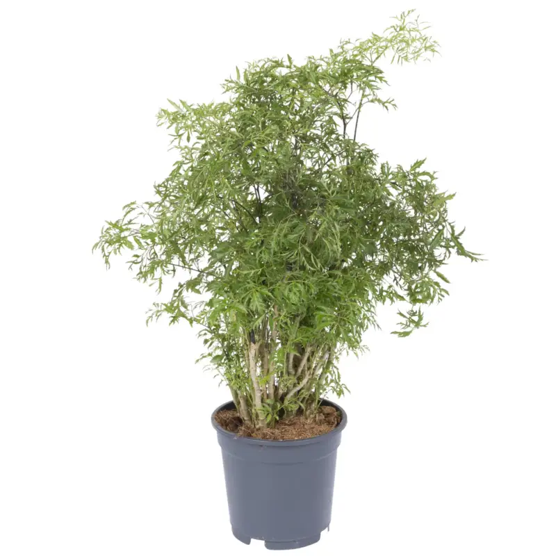 Polyscias fruticosa 'Hawaiian Ming', Topf-Ø 17 cm, Höhe ca. 70 cm Echt