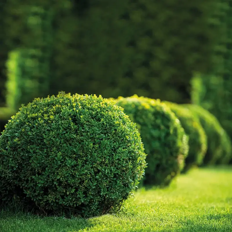 Jetzt Kaufen Buchskugel, Buxus sempervirens, Kugel Ø 25 cm, Topf-Ø 23 cm