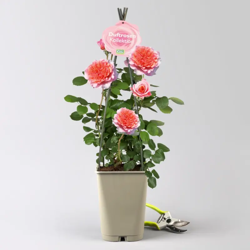 Saisonangebot Duftende Edelrose "Käthchen von Heilbronn"®, orange-aprikot-rosa, Topf 5 Liter