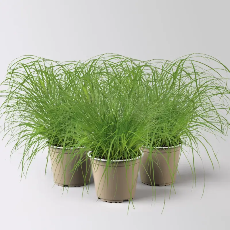 Mega-Angebot Bio Katzengras, Topf-Ø 12 cm, 3 Pflanzen