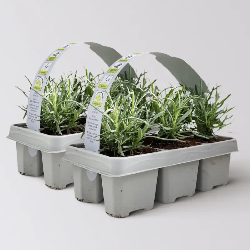 Preis Gesenkt Lavendel, Ballen-Ø ca. 7 cm, 2x 6 Pflanzen im Tray