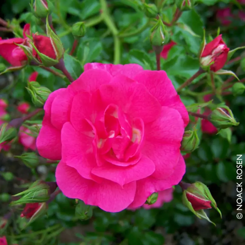 Top-Seller Bodendeckerrose 'Heidetraum'®, karminrosarot, Topf 3 Liter