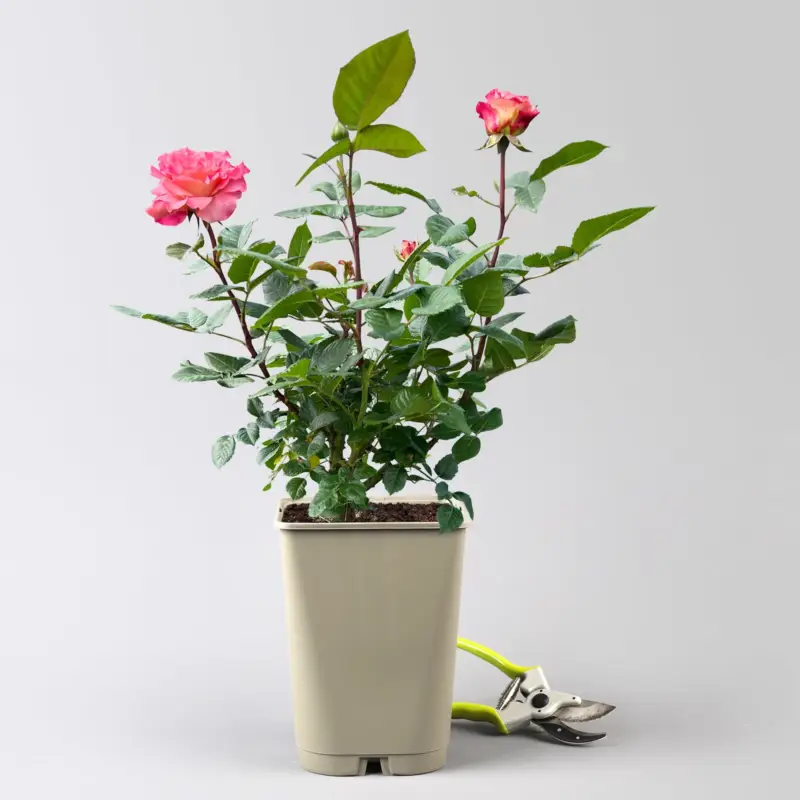 Duftende Edelrose 'Augusta Luise®', rose - aprikot, Topf 5 Liter Preiswert