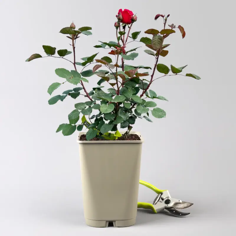 Duftende Edelrose 'Kölle's Rosensymphonie'®, kräftig pink, Topf 5 Liter Günstig