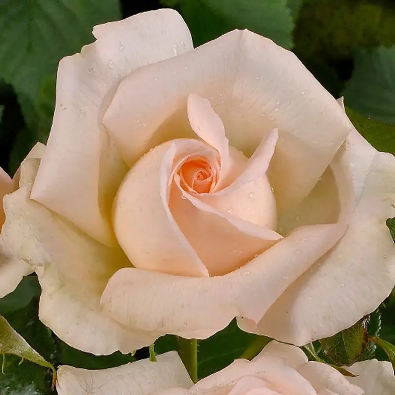 Duftende Edelrose 'Chandos Beauty'®, cremeaprikot, Topf 5 Liter Versand Am Gleichen Tag