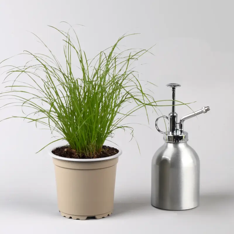 Preiswert Katzengras ungespritzt, Topf-Ø 12 cm, 3er-Set
