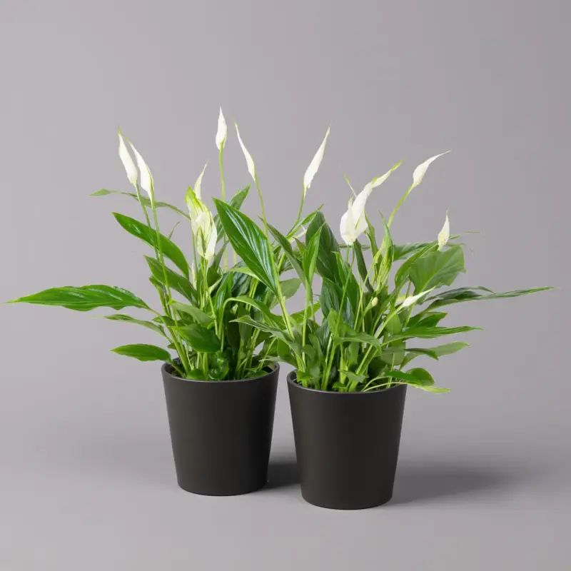 Bestpreis Einblatt 'Bellini', Topf-Ø 13 cm, mit Topf Dallas anthrazit, 2 Pflanzen