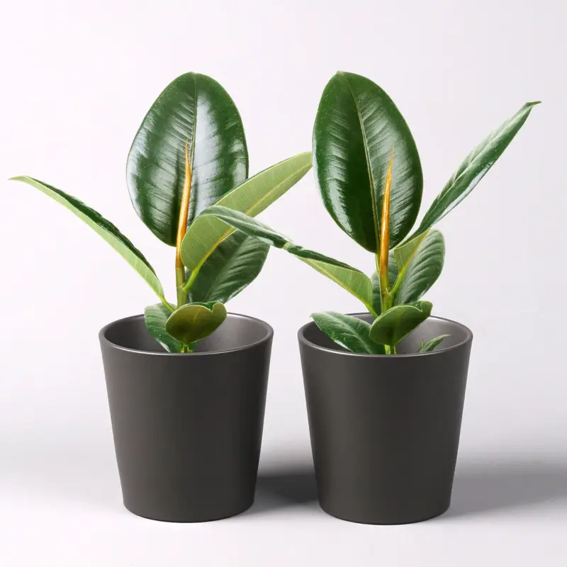 Billig Gummibaum 'Robusta' in Topf anthrazit, Topf-Ø 12cm, Höhe ca. 40-45 cm, 2er-Set
