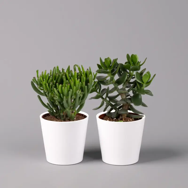 Kracherpreis Geldbaum Mix, verschiedene Formen, Topf-Ø 12cm, in Keramiktopf weiß, 2 Pflanzen