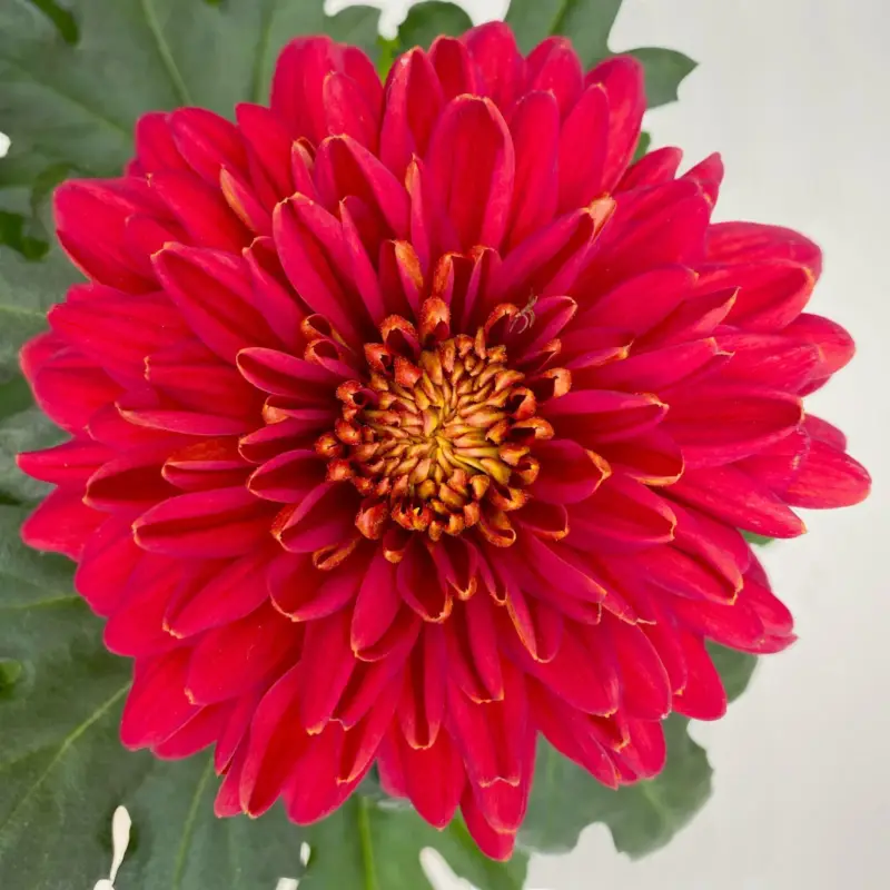 Chrysantheme 'Zembla Next Red', rot, großblumig, Topf-Ø 13 cm, 3 Pflanzen Top-Angebot