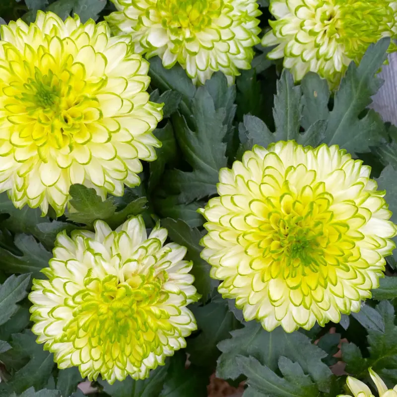 Chrysantheme 'Chrysanne® Zembla Next Lime', grün-weiß, Topf-Ø 13cm, 3 Pflanzen Markenware