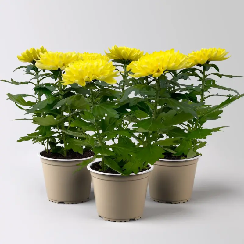 Bestpreis Chrysantheme 'Chrysanne® Zembla Next Yellow', gelb, Topf-Ø 13 cm, 3 Pflanzen