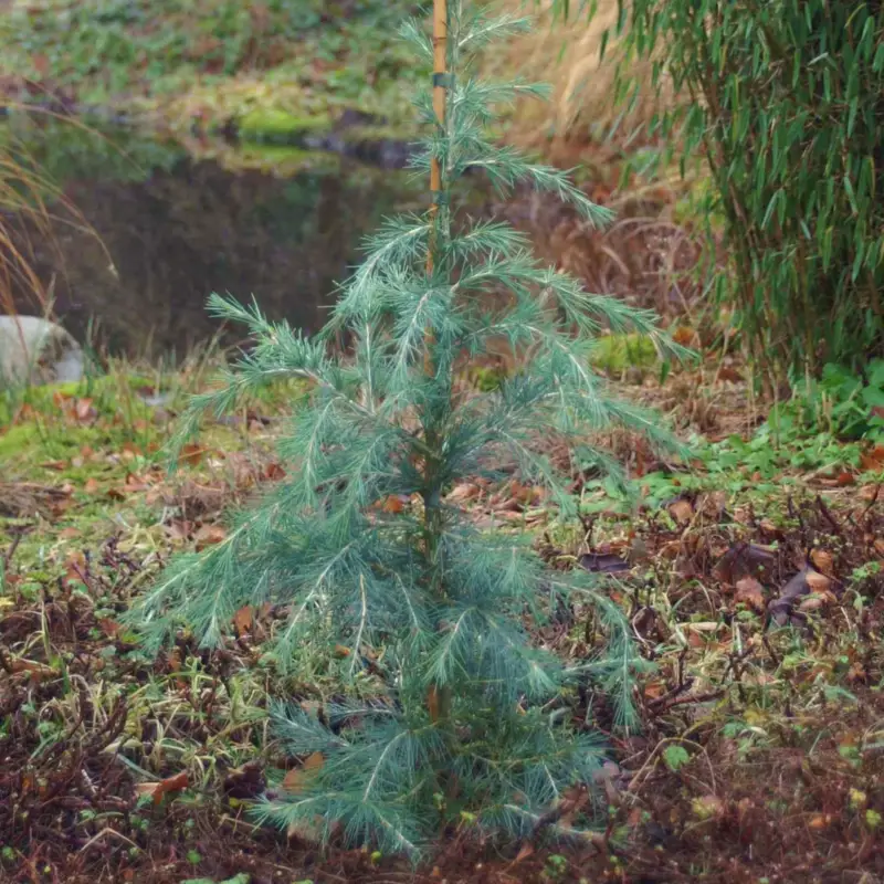 Himalaya-Zeder (Cedrus deodara), 2er-Set, Höhe ca. 40-60 cm, Topf 3 Liter Geprüft