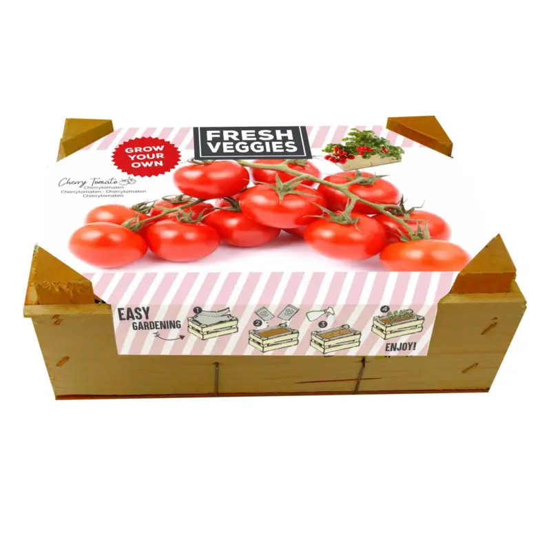 Kleine Anzuchtkiste mit Kirschtomaten Sonderaktion