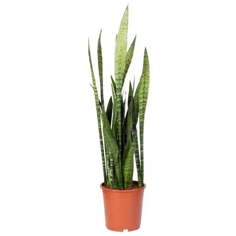 Bogenhanf, Topf-Ø 19 cm, Höhe ca. 60 cm Top-Angebot