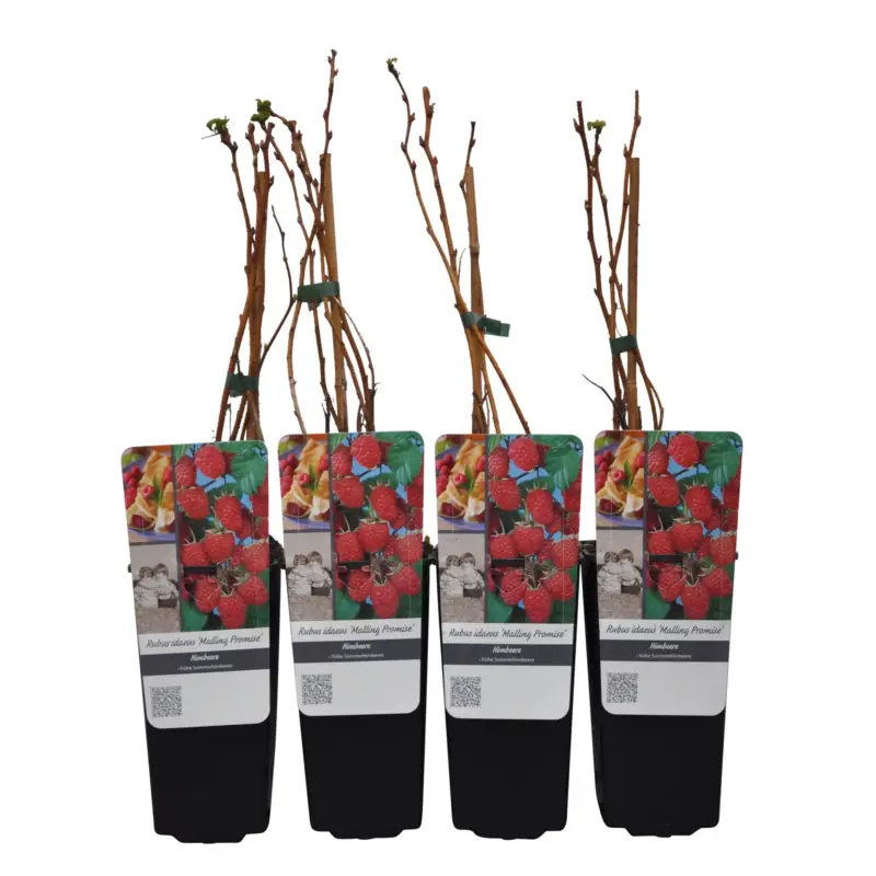 Jetzt Kaufen Sommerhimbeere 'Malling Promise', Topf 2 Liter, 4 Pflanzen