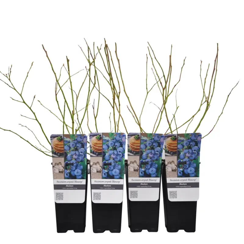 Heidelbeere 'Bluecrop', Topf je 2 Liter, 4 Pflanzen Versand Am Gleichen Tag
