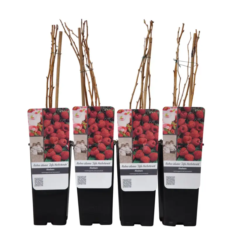 Garantierte Lieferung Herbsthimbeeren 'Zefa 3', Topf je 2 Liter, 4 Pflanzen