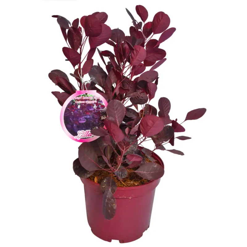 Geprüft Perückenstrauch 'Lilla'®, Höhe ca. 40 cm, Topf 4 Liter, 5 Pflanzen