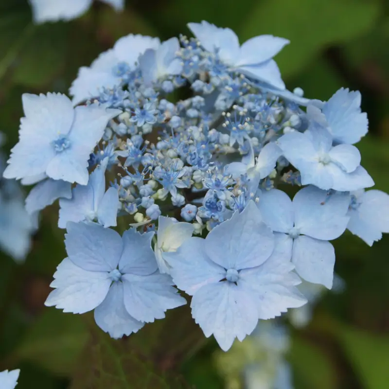 Japanische Berghortensie 'Blue Deckle', 3er-Set, Höhe 30-40 cm, Topf 4 Liter Ausverkauf