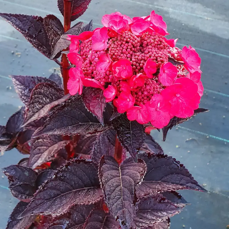 Markenware Hortensie 'Daredevil' (´JPD 01´)Ⓢ, rosa, 3er-Set, Höhe 30-40 cm, Topf 5 Liter