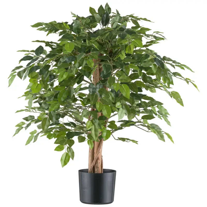 Künstlicher Ficus benjamina, Höhe ca. 85 cm Aktuell