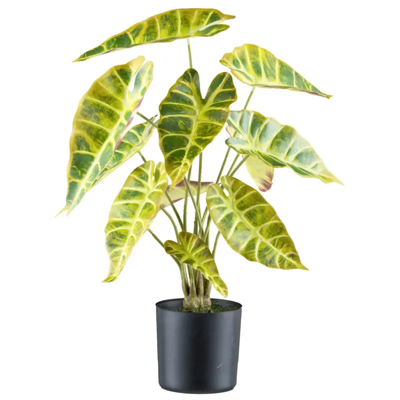 Künstliche Alocasia longiloba, grüngelb, Höhe ca. 45 cm Echt