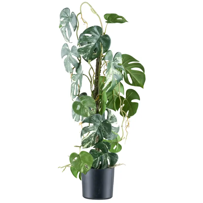 Künstlicher Splitphilodendron variegata, Höhe ca. 66 cm Garantierte Lieferung