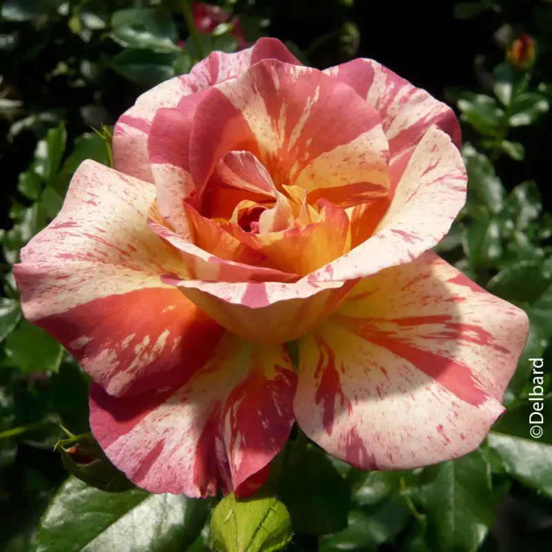 Französische Rose 'Alfred Sisley'®, orange, rosa und gelb, Topf 5 Liter Preisreduziert