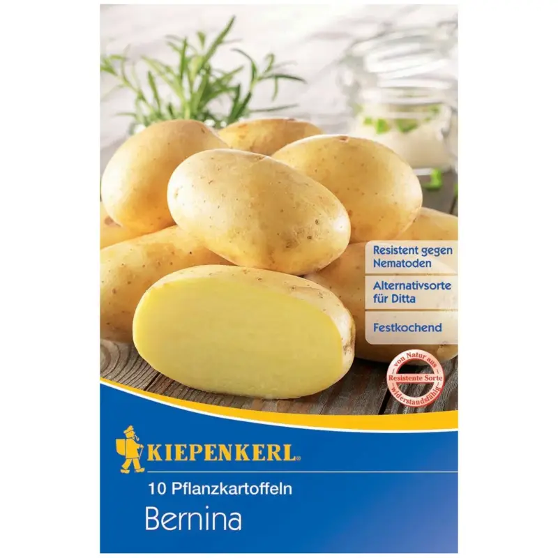 Begrenztes Angebot Pflanzkartoffel "Bernina" mittelfrüh, 10 Stück = ca. 850 g
