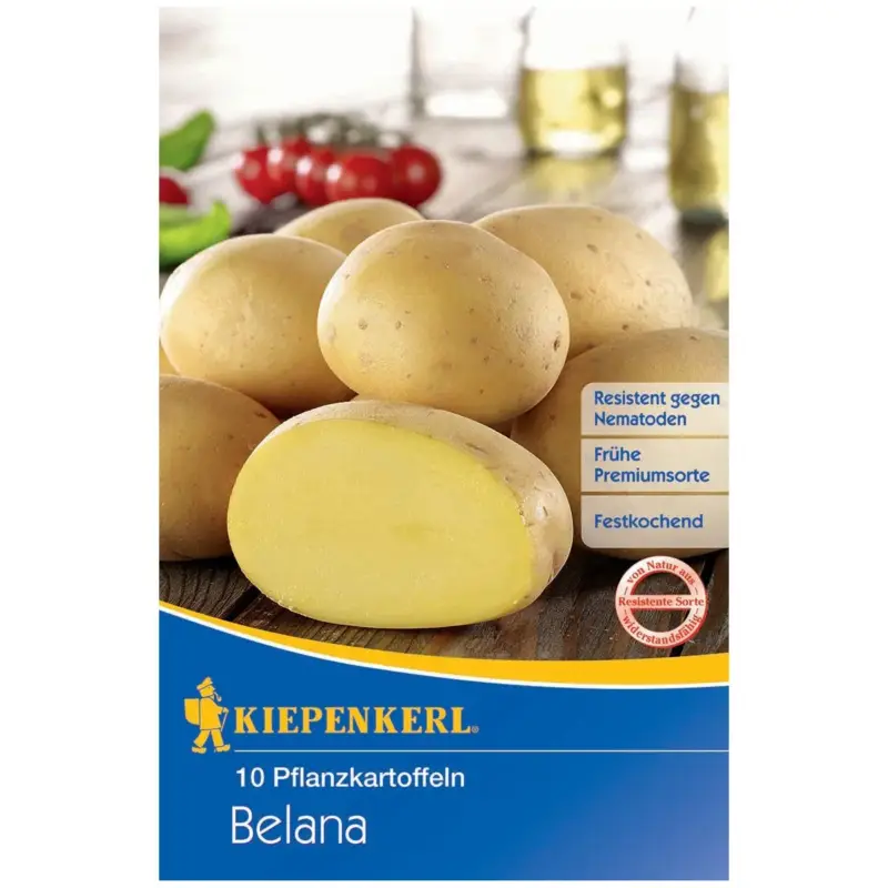 Highlight Pflanzkartoffel "Belana" früh, 10 Stück = ca. 850 g