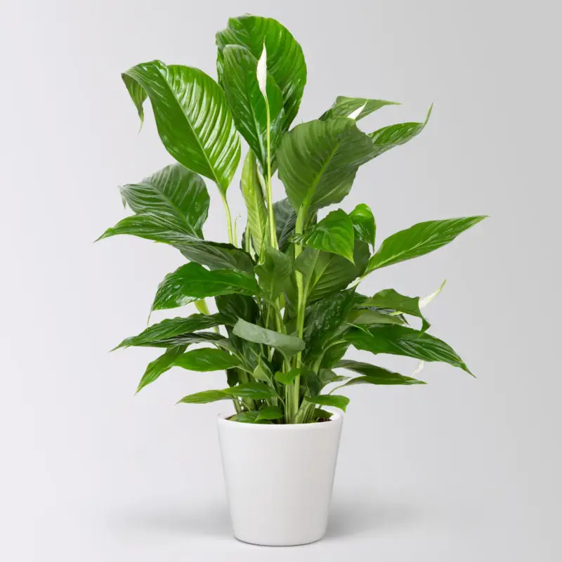 Einblatt 'Vivaldi', Topf-Ø 17 cm, mit Topf Dallas weiß, Höhe ca. 60-80 cm Meistverkauft