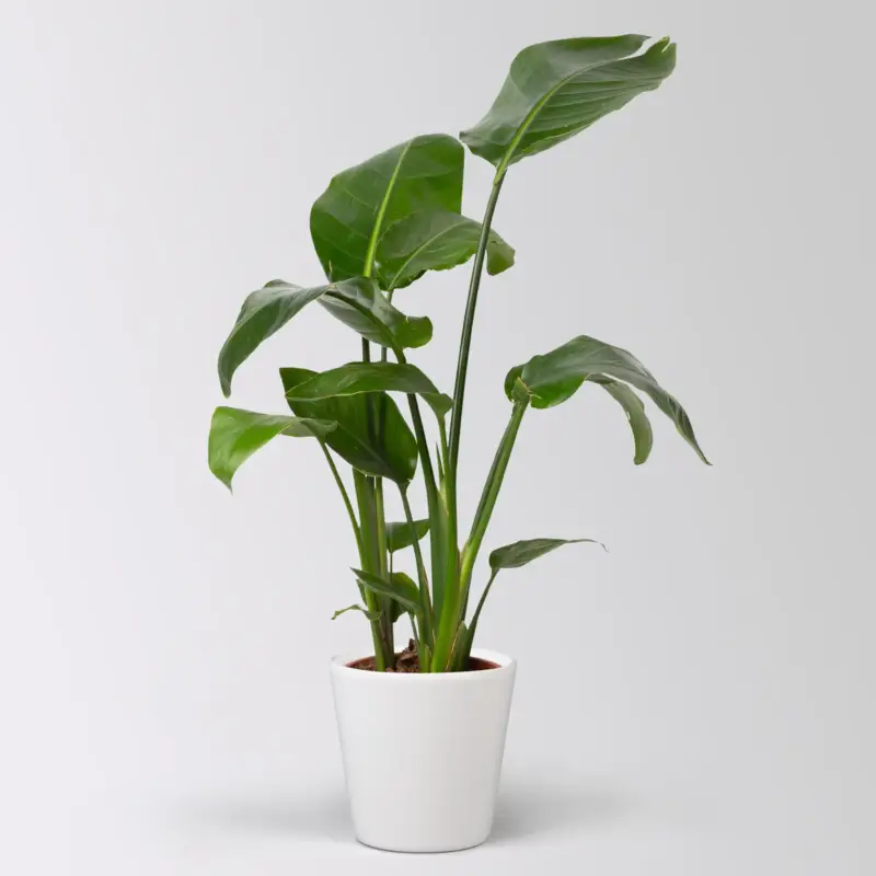 Bestpreis Strelitzia nicolai, Topf-Ø 17 cm, Höhe ca. 55 cm, inkl. Keramiktopf Dallas