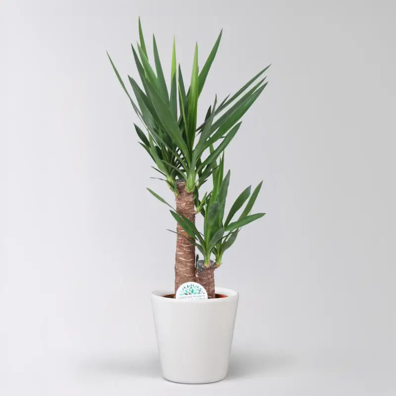 Palmlilie in Topf Dallas, Topf-Ø 17 cm, Höhe ca. 60-80 cm Sofort Bestellen